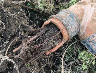 Root ingress removal in Ealing London